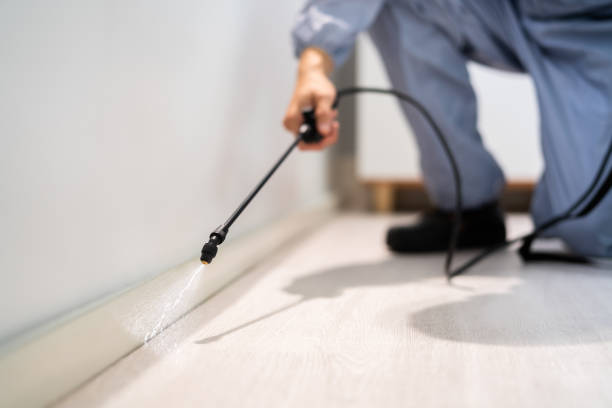 Licensed Cockroach Control service in McAllen, TX - Nex Pest Control